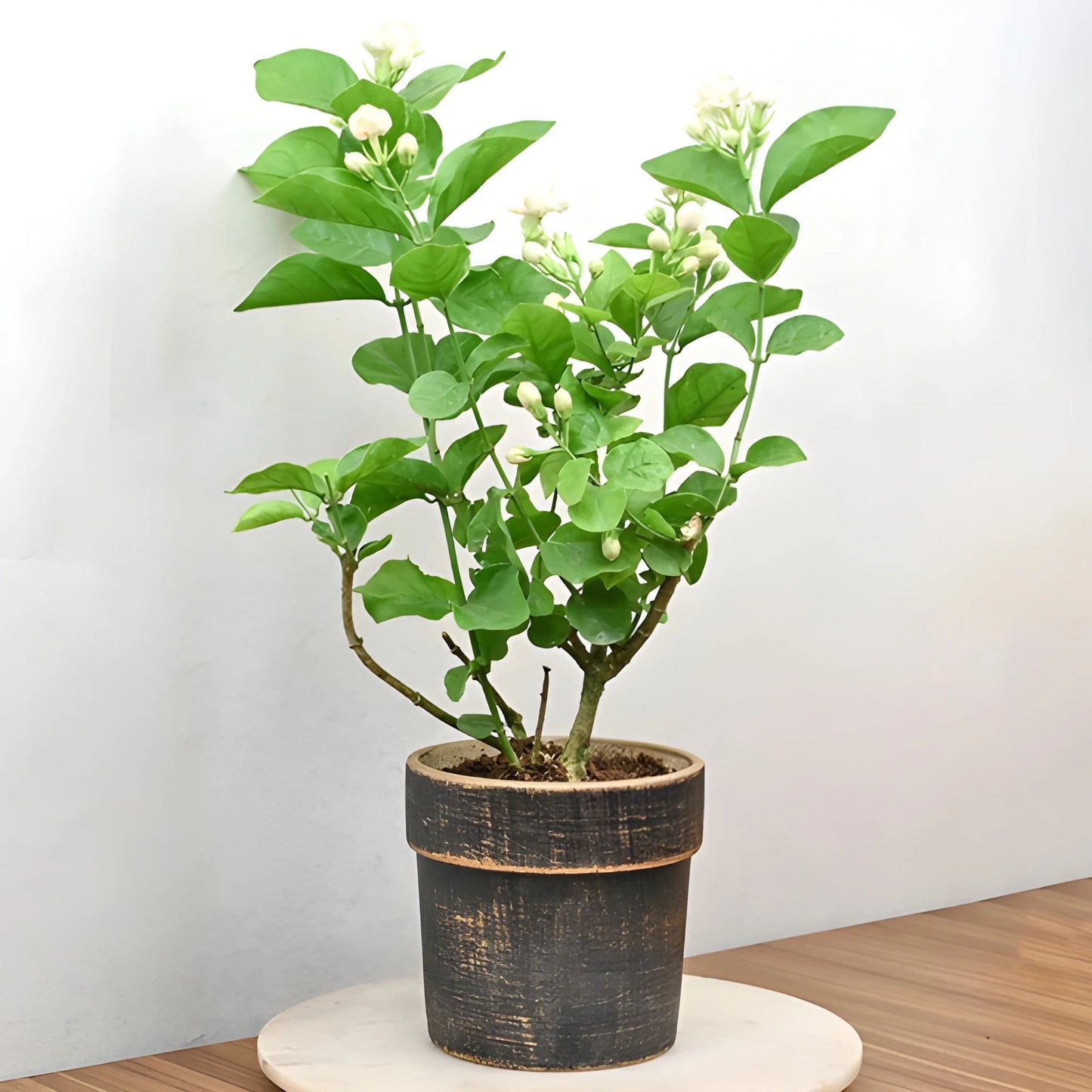 Jasmine Seeds (Pack of 2) with Plant growth serum