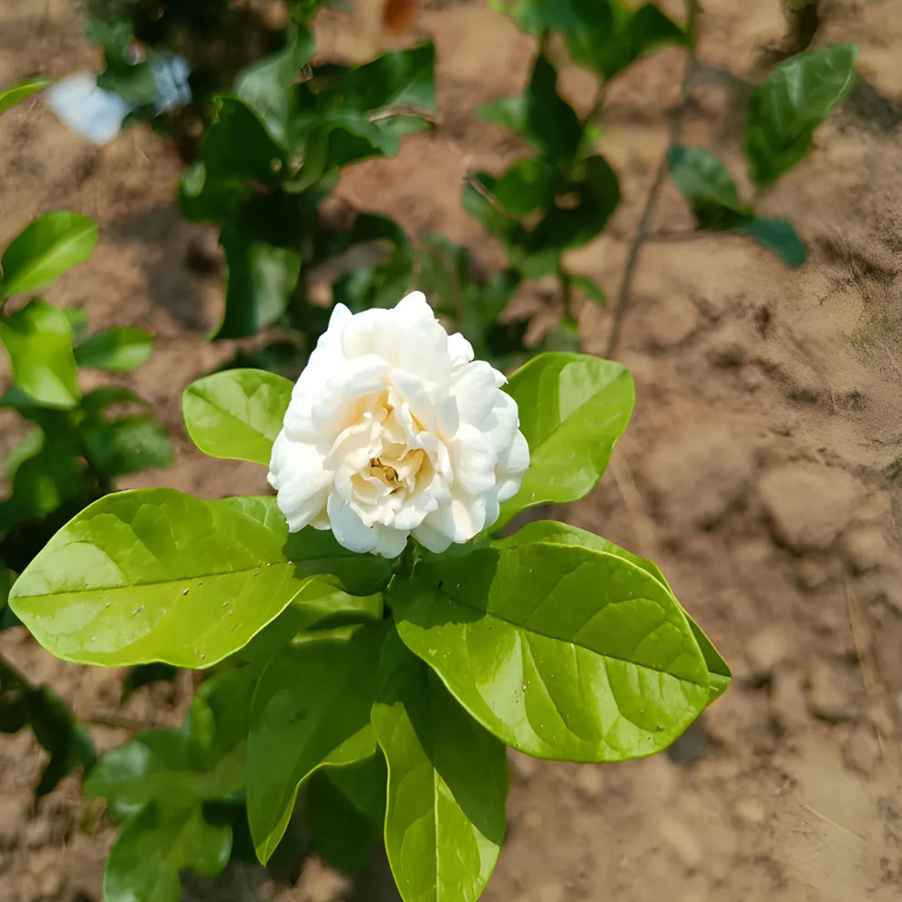 Jasmine Seeds (Pack of 2) with Plant growth serum