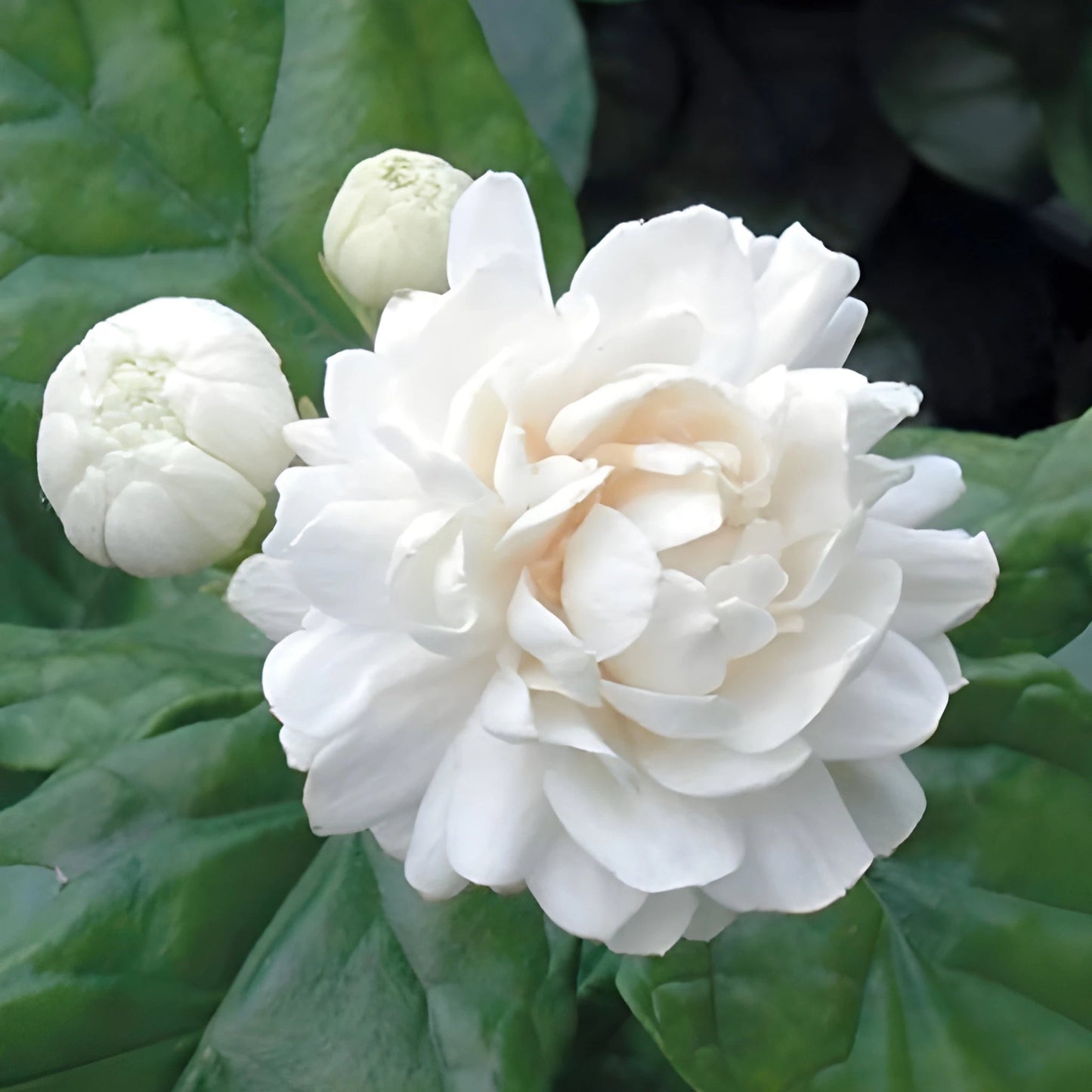 Jasmine Seeds (Pack of 2) with Plant growth serum