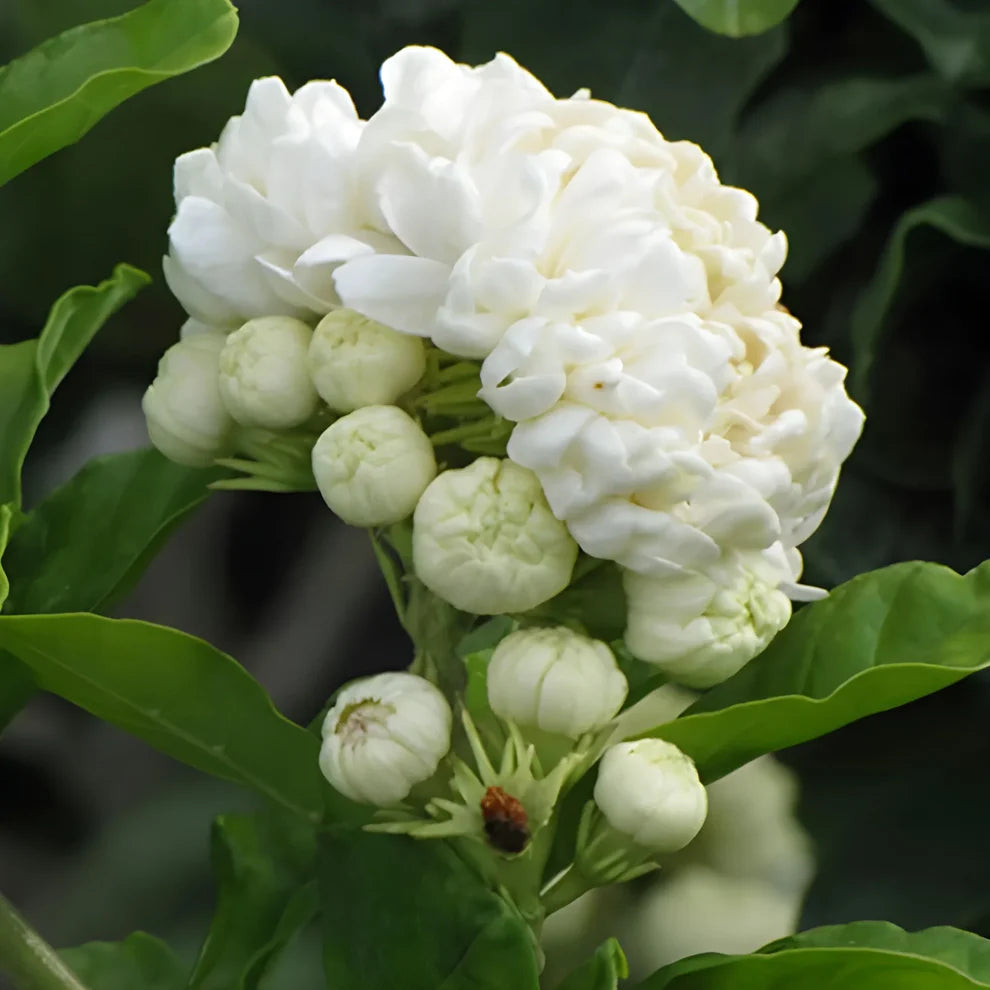 Jasmine Seeds (Pack of 2) with Plant growth serum