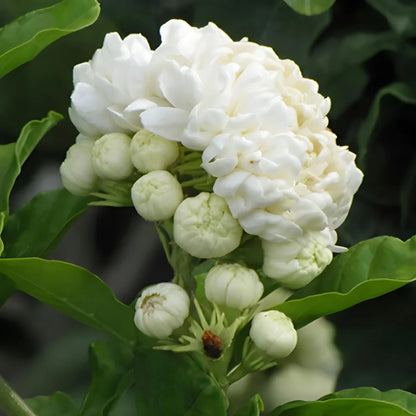 Jasmine Seeds (Pack of 2) with Plant growth serum
